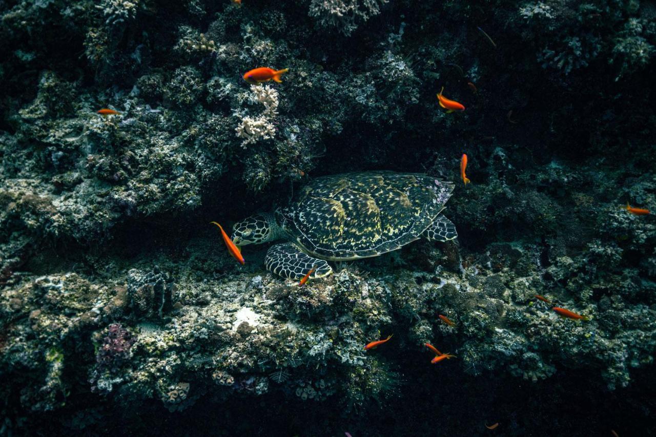 ホテル エンデリ サンセット ダンゲティ ダンゲシ エクステリア 写真